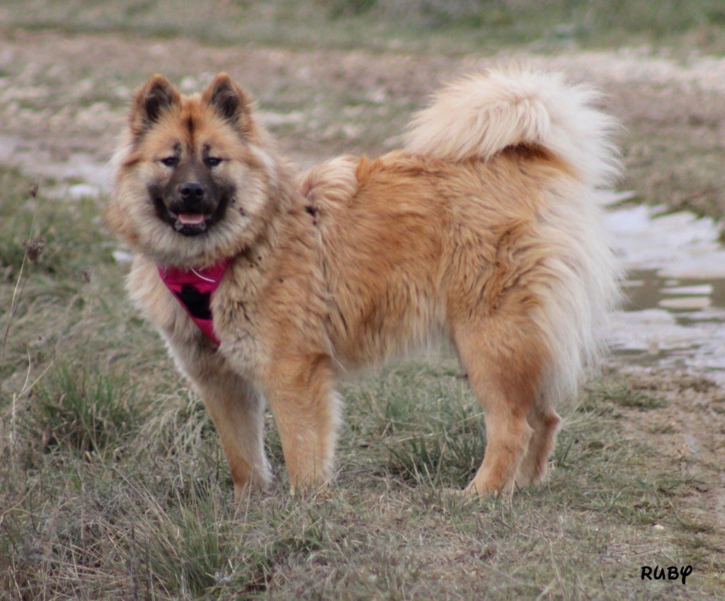 Elevage De L Odyss E Des Muses Eleveur De Chiens Eurasier