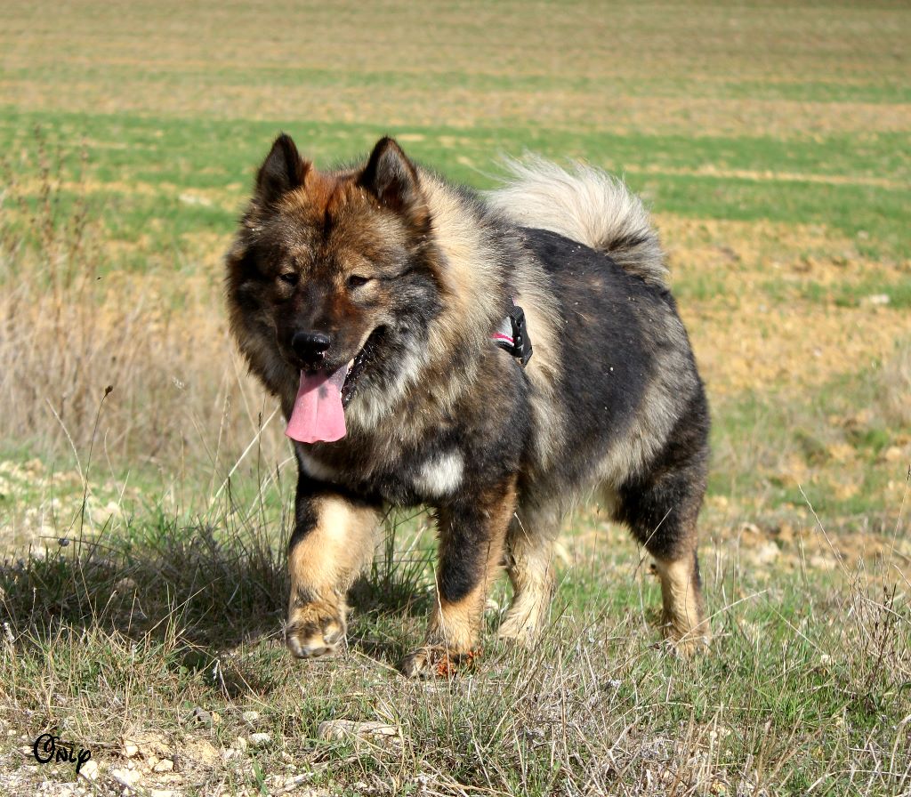 Accueil Elevage De L Odyss E Des Muses Eleveur De Chiens Eurasier