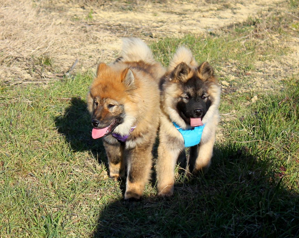 Elevage De L Odyss E Des Muses Eleveur De Chiens Eurasier