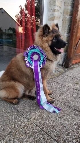 de l'Odyssée des Muses - SHADOWHUNTER classé Meilleur Puppy à la Nationale d'élevage !