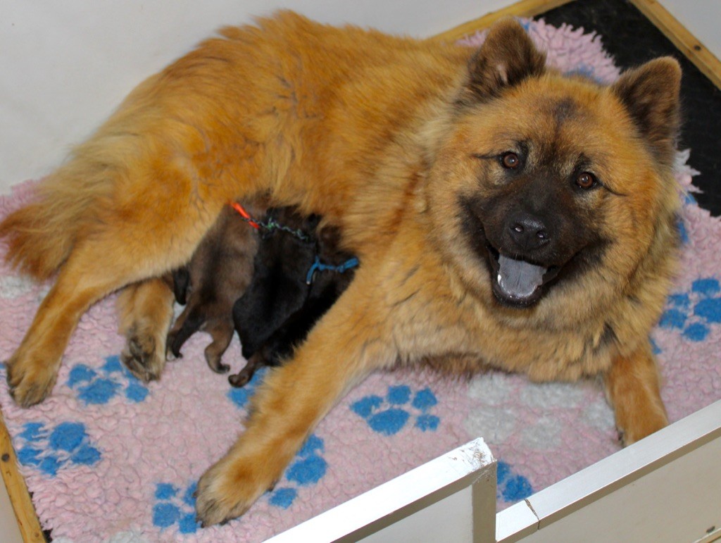 de l'Odyssée des Muses - Naissance des chiots de Pinky