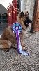  - SHADOWHUNTER classé Meilleur Puppy à la Nationale d'élevage !