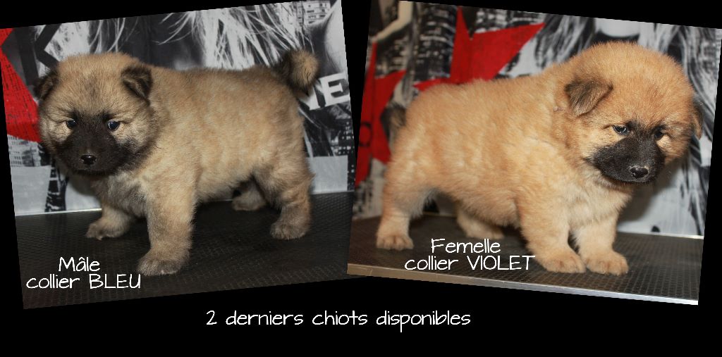 de l'Odyssée des Muses - Derniers chiots disponibles !