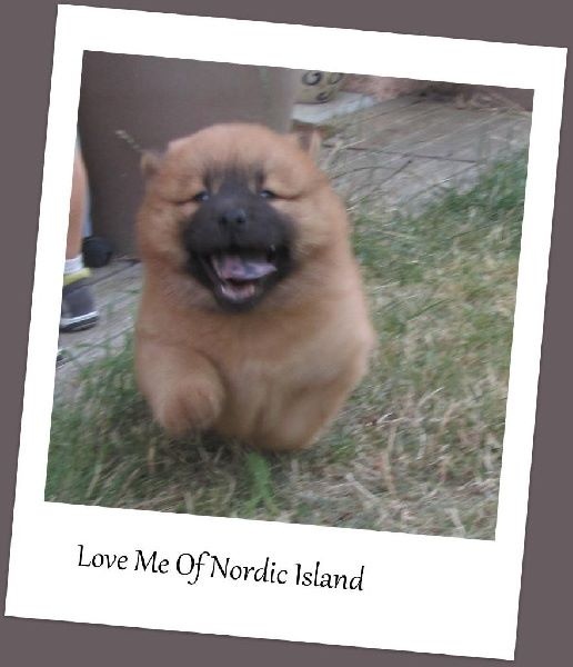 Love me dite loxane of Nordic Island