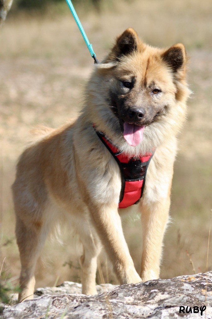 Ruby niourk Des crinières de feu