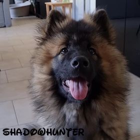 de l'Odyssée des Muses - Nouvelles de SHADOWHUNTER
