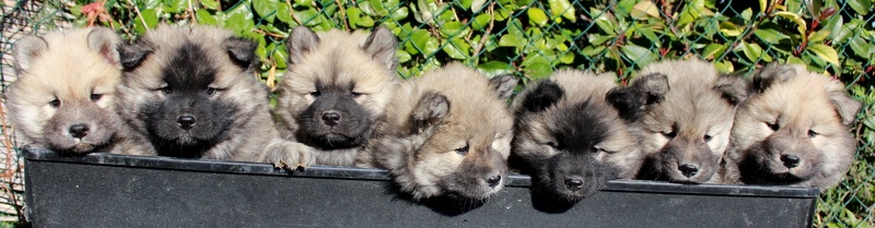 de l'Odyssée des Muses - Eurasier - Portée née le 14/10/2012